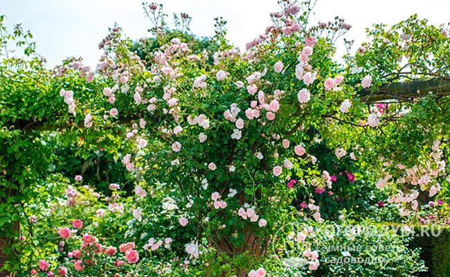 Кусты прекрасно смотрятся в сольных посадках, на различных типах клумб, хорошо сочетаются с другими розами контрастных расцветок и вечнозелеными хвойными растениями
