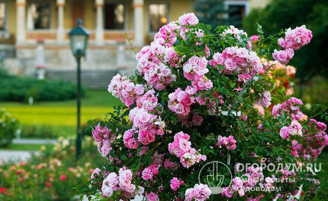 Парковые розы (на фото) выращивают в кустовой форме, широко применяют в озеленении городов и садовых участков в России, Европе и Северной Америке