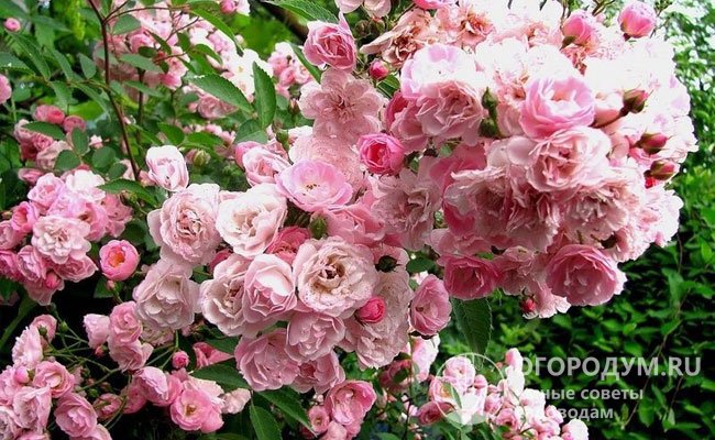 Эффектные пирамидальные кисти светло-розовых цветков украшают куст на протяжении всего сезона