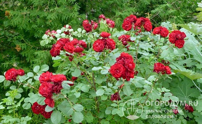 Парковые розы обычно зацветают в конце весны – начале лета, примерно на 2 недели раньше большинства повторноцветущих сортов и гибридов