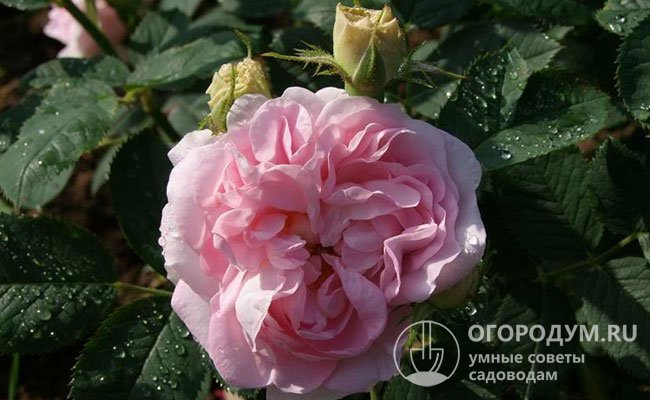 Старинный сорт до сих пор ценится за обильное цветение, красивые нежно-розовые цветки с очень сильным и приятным ароматом