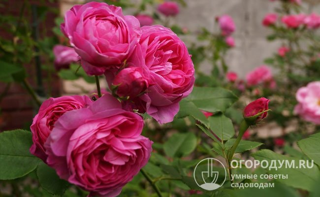 Ароматные густо-розовые цветы с сиреневым оттенком появляются практически непрерывно и долго держатся на кусте даже в дождливую погоду