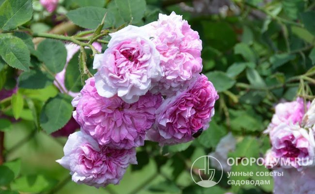 Особое очарование кустарнику придают очень ароматные нежно-розовые цветки