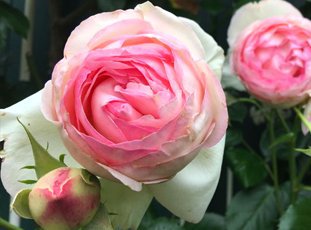 Роза «Пьер де Ронсар»: описание сорта, фото и отзывы