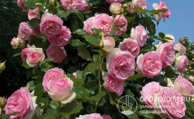 Современная садовая роза «Пьер де Ронсар» (на фото) обладает крупными, шаровидными, густомахровыми цветами старинного типа