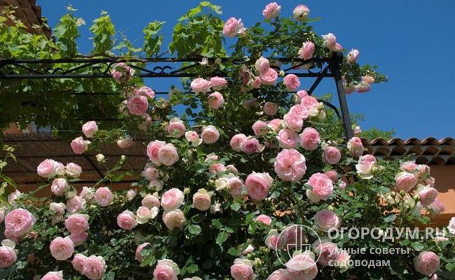 Розы Pierre de Ronsard прекрасно подходят для декорирования стен и заборов, арок и различных вертикальных конструкций