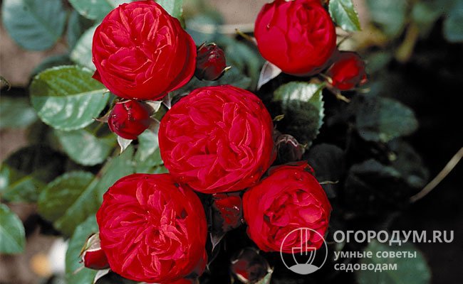 На фото – розы «Пиано» с «классической» ярко-красной окраской лепестков