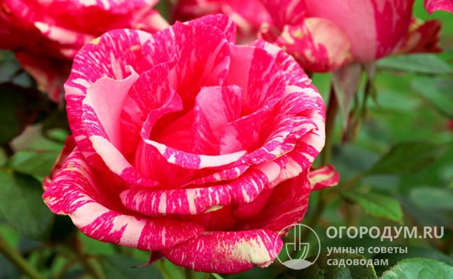 Окраска каждого цветка розы «Пинк Интуишн» (на фото) настолько неповторима, что даже на одном кусте невозможно найти двух одинаковых