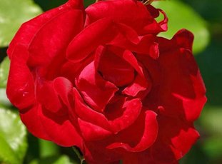 Плетистая роза «Сантана»: описание сорта, фото и отзывы