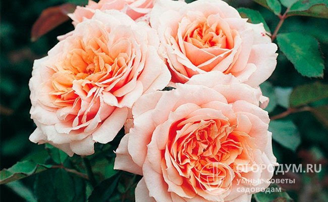 Куст розы «Поль Бокюз» (на фото) обильно покрыт цветами на протяжении всего сезон
