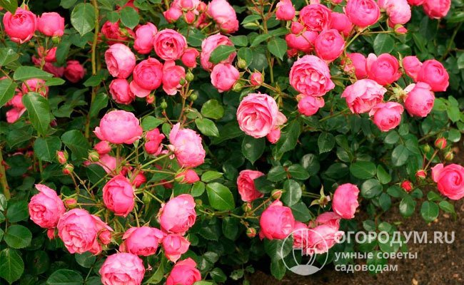 Роза «Помпонелла» (на фото) похожа одновременно и на классические старинные розы, и на уменьшенные копии полураспустившихся пионов