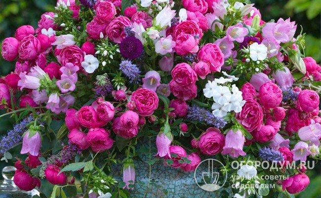 Срезанные розы эффектно смотрятся в сольных букетах и разнообразных цветочных композициях