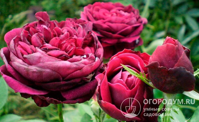 Визитная карточка розы «Принц» (на фото) – цветы ностальгической формы с уникальной насыщенной пурпурно-лиловой окраской