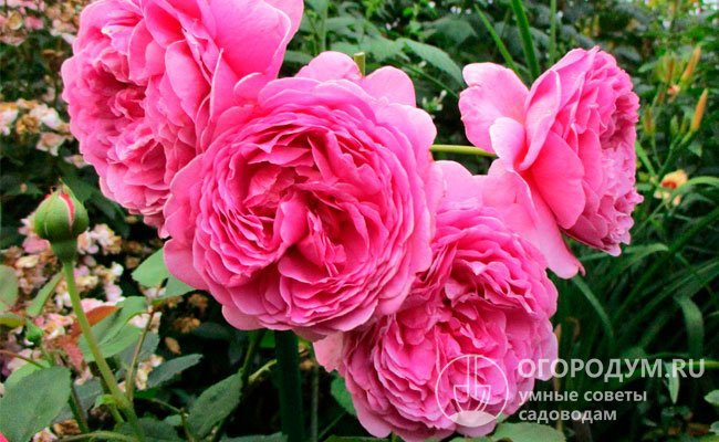 Роза «Принцесса Александра оф Кент» (на фото) в любых условиях сохраняет опрятность и насыщенность окраски, несмотря на крупные размеры цветов
