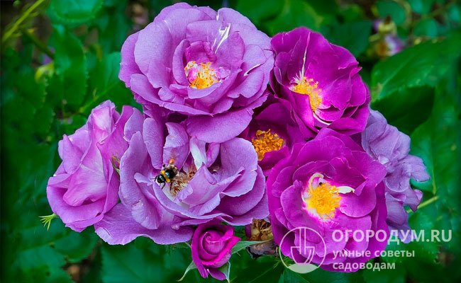 Роза «Рапсодия ин Блю» (на фото) поражает многообразием лиловых, пурпурных, фиолетовых, синих и голубых оттенков