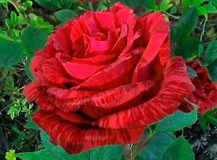 Чайно-гибридная роза «Ред Интуишн»: описание сорта, фото и отзывы