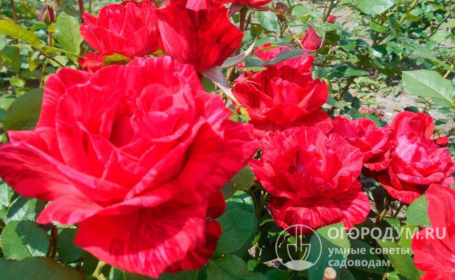 За необычную полосатую расцветку лепестков садоводы часто называют эти розы «тигровыми»