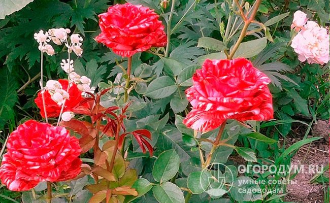 В течение сезона рекомендуется обрезать отцветающие розы, чтобы поддерживать декоративность растения и направлять его силы на закладку новых бутонов