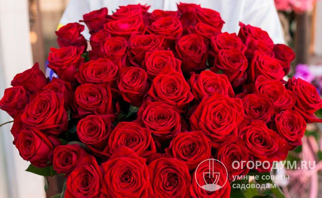 Роза «Ред Наоми» (на фото) – один из самых востребованных коммерческих сортов в Европе