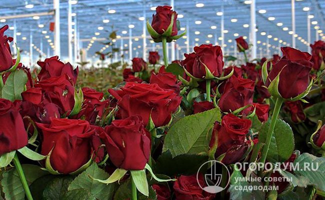 Производители срезочных цветов выращивают «Красную Наоми» в тепличных условиях
