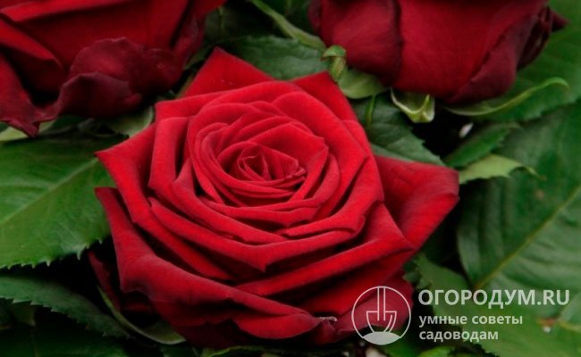 Роза Наоми цветет в открытом грунте с середины июня до первых заморозков без перерыва