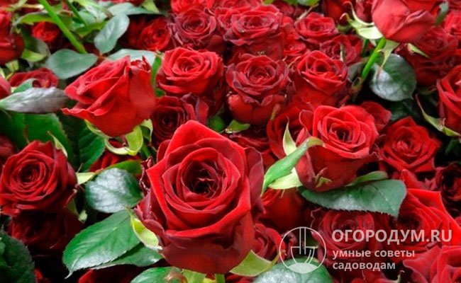 Эффектные цветы с выраженным запахом пользуются высоким потребительским спросом