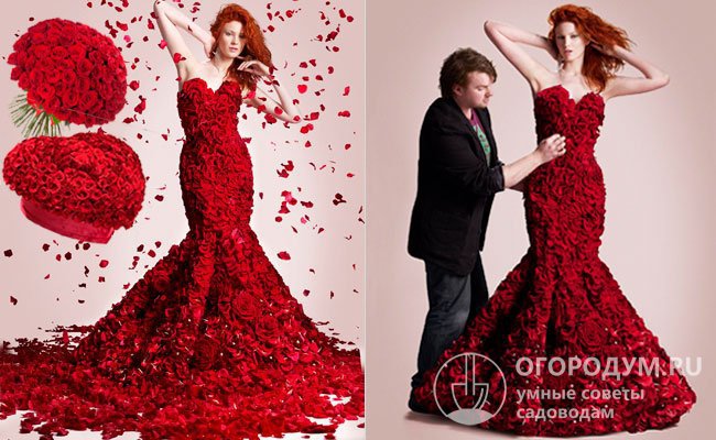 Red Naomi! широко применяют для составления объемных торжественных букетов, а в 2012 г. британский флорист Джо Мэсси создал из 1725 живых роз уникальное платье, представленное на Неделе высокой моды в Париже
