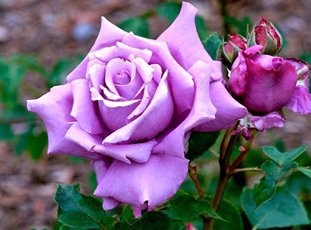 Роза «Шарль де Голль»: описание сорта, фото и отзывы