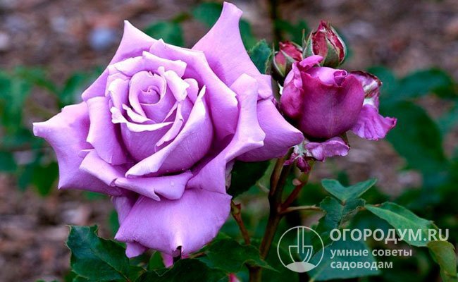 Роза «Шарль де Голль» (на фото) – настоящая «аристократка голубых кровей»