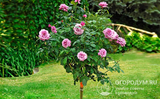 На фото – чайно-гибридная роза Шарль де Голль в штамбовой форме