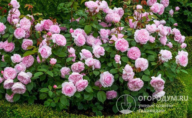 При выборе кустовых роз для посадки на садовом участке необходимо учитывать показатели зимостойкости, устойчивости к заболеваниям, габариты растения и другие сортовые особенности