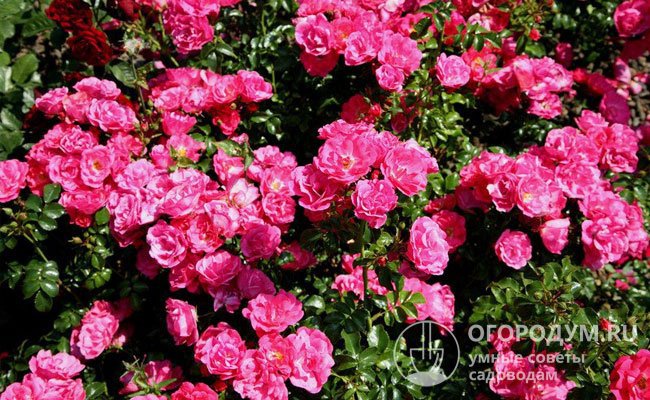 «Хайдетраум» – очень выносливая роза с ярко-розовыми цветками и необыкновенно обильным цветением
