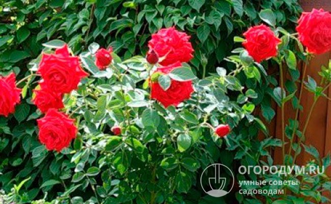 Пышные розы «Софи Лорен» (на фото) восхищают идеальными пропорциями, глубоким насыщенным цветом и волнующим ароматом