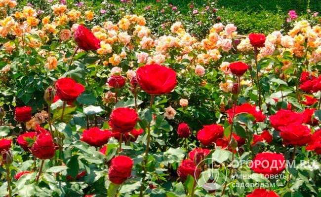 Розу «Софи Лорен» часто размещают в качестве солитера, высаживают на переднем плане в миксбордерах и розариях, на фоне изгороди из вечнозеленых растений