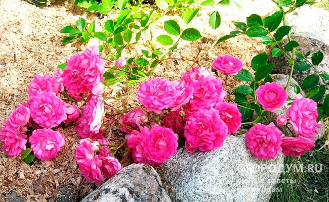 Почвопокровная роза «Супер Дороти» (на фото) отличается обильным, повторяющимся цветением, длящимся до самых заморозков