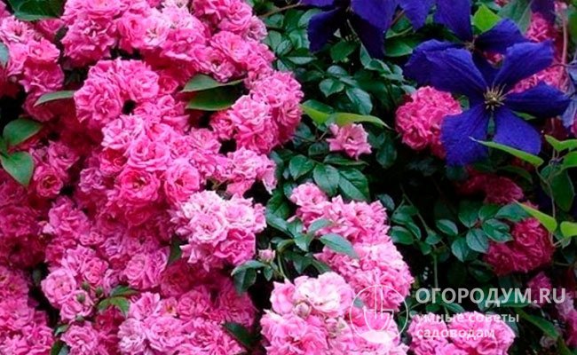 Пышные соцветия из мелких роз отлично смотрятся вместе с крупноцветковыми клематисами сине-фиолетовой окраски