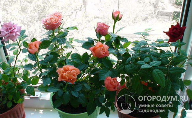 Цветам, выращиваемым дома, довольно сложно организовать оптимальные условия для «отдыха»