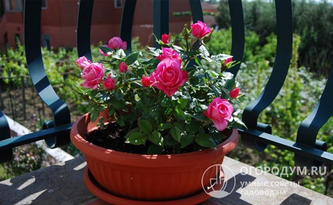 В теплое время года горшечные розы можно выставить на балкон, террасу, поставить во дворе или в саду