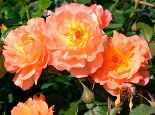 Роза «Вестерленд»: описание сорта, фото и отзывы