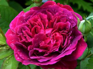 Роза «Вильям Шекспир»: описание сорта, фото и отзывы