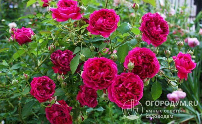 «Вильям Шекспир» считается лучшим сортом среди красных английских роз