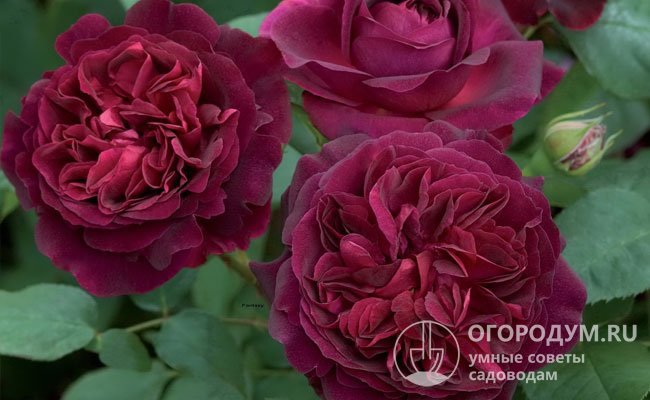 Ароматные махровые цветы старинной (ностальгической) формы называют «визитной карточкой» английских роз Дэвида Остина