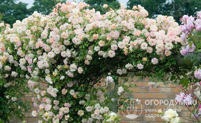 Розы Дэвида Остина (на фото) выращивают как шрабы или клаймберы, используют в одиночных и групповых посадках при оформлении различных типов клумб и вертикальном озеленении