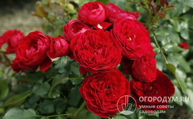 Rotkappchen – здоровая, выносливая роза, название которой переводится с немецкого как «Красная Шапочка»