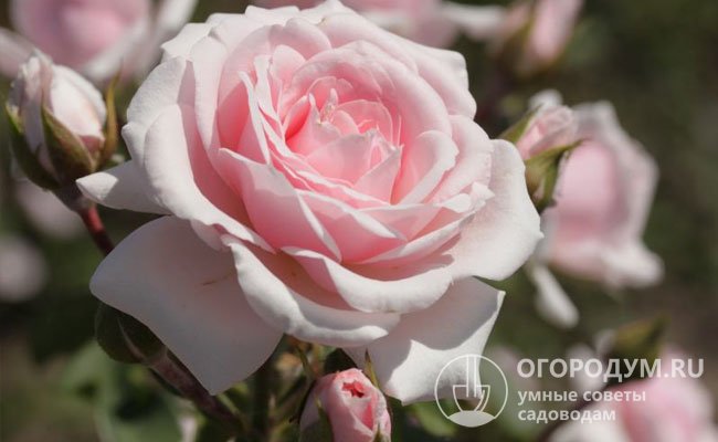 Diadem – обильноцветущий неприхотливый сорт с нежно-розовыми махровыми ароматными цветками