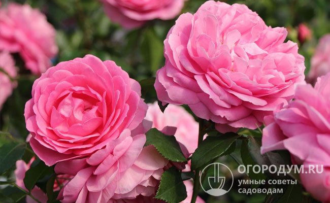 Цветы Rosenfee окрашены в насыщенно-розовые оттенки, имеют ностальгическую форму и выраженный аромат