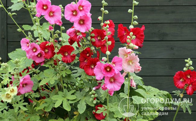Шток-роза (на фото) ценится садоводами прежде всего за неприхотливость в уходе и обилие изящных цветков различной окраски