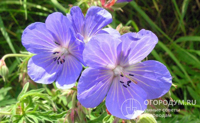 Цветки герани – нежные, ароматные, преимущественно светлой расцветки – от белой до сиреневой