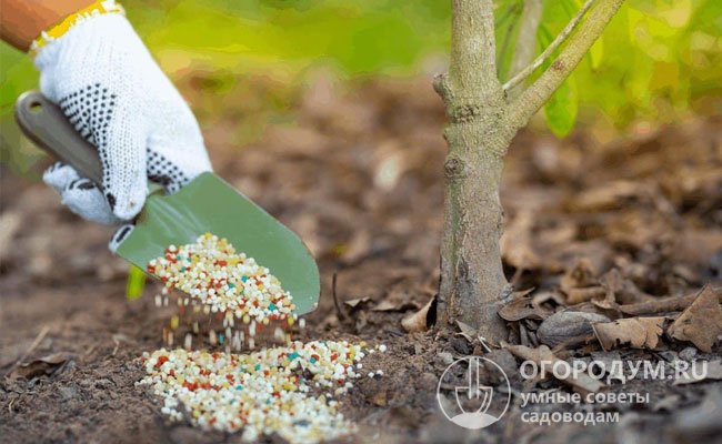 Многие садоводы используют готовые гранулированные удобрения с пометкой «осень», рассыпая их в приствольном круге и заделывая в почву