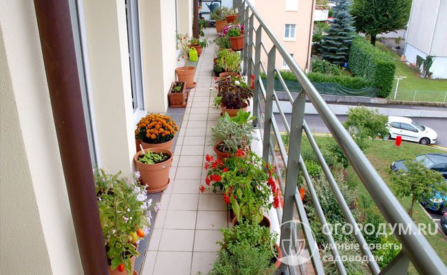 В теплое время года «зеленых питомцев» по возможности выносят на свежий воздух, размещая на балконе, лоджии, террасе, во дворе или в саду
